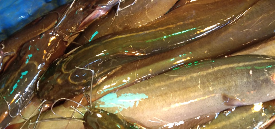 Deshi Shing Fish 1 kg (20/24) pcs